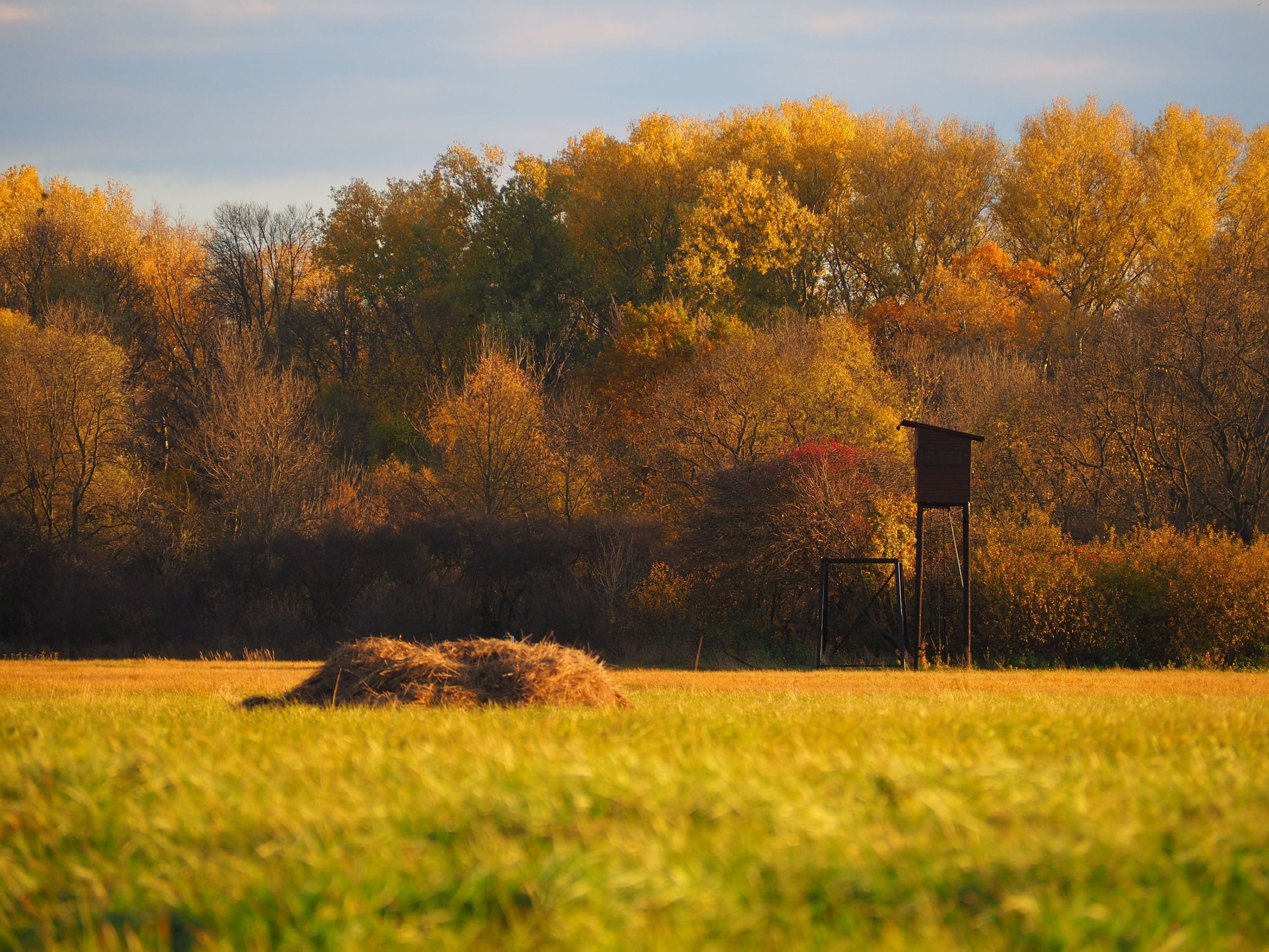 Jesenná lúka v chránenej oblasti poblíž rieky Morava na záhorí